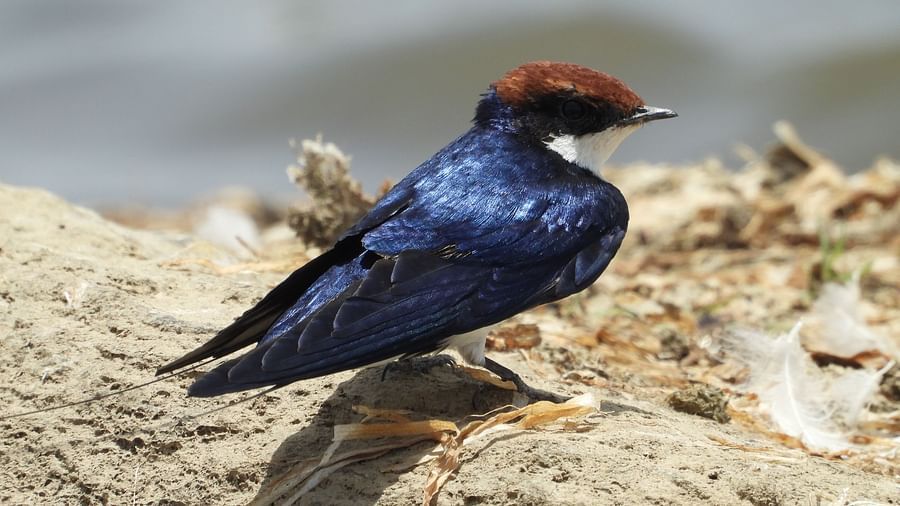 image of a bird with blue feathers sitting on a rock