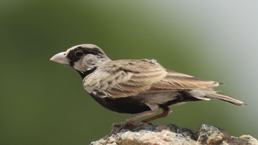 image of a bird perched upon a rocky surface