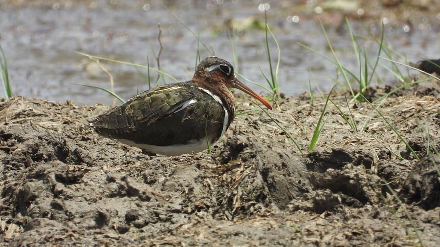 image of a bird with a long orange beak wandering on a dry parched land