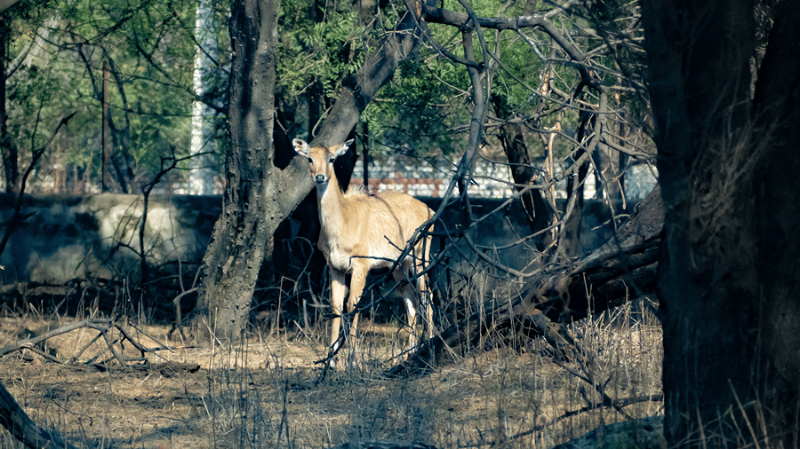 Deer standing among trees in a forested area.