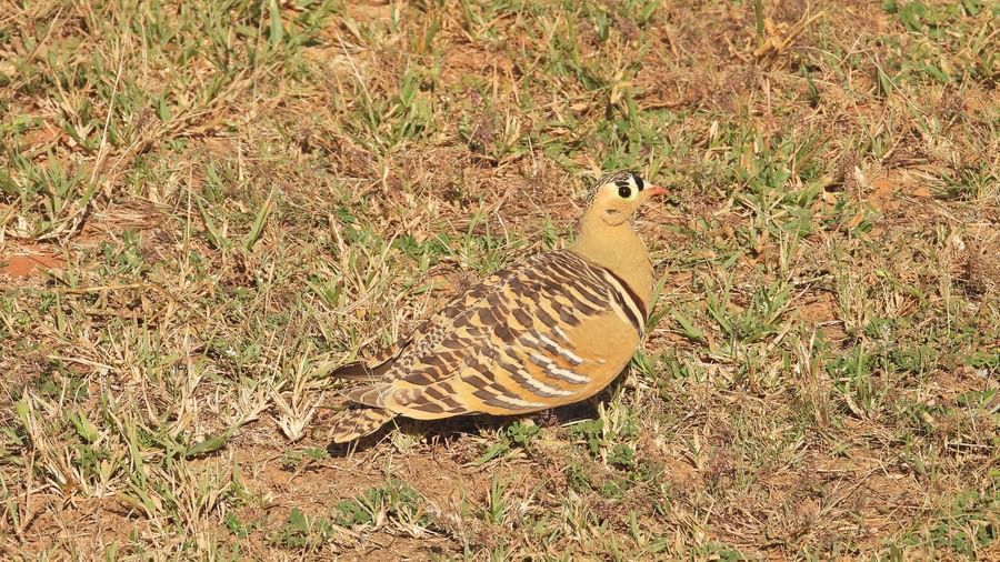 A bird resting on the ground with grass in the day time