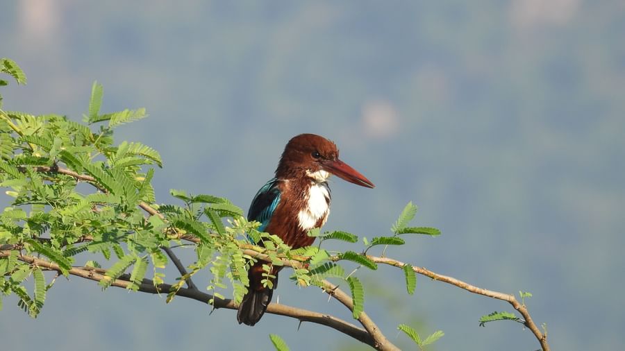 A kingfisher bird perching on a tree with thorns.