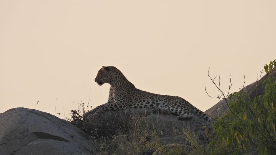 Photo of a leopard resting on a boulder