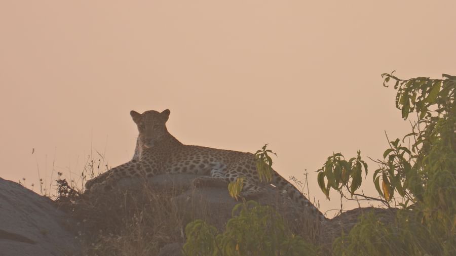 A majestic leopard rests atop a rock, basking in the golden glow of the setting sun