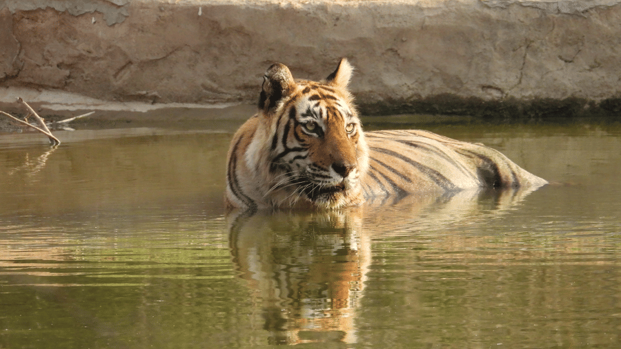 A Bengal tiger cooling off in a small waterbody, partially submerged with only its head and upper body visible, surrounded by natural stone and muddy embankment at Utsav Camp Sariska.