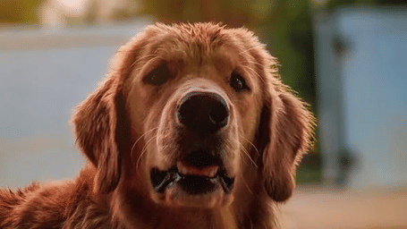 A dog with floppy ears looks directly at the viewer with its mouth slightly open in an outdoor setting.