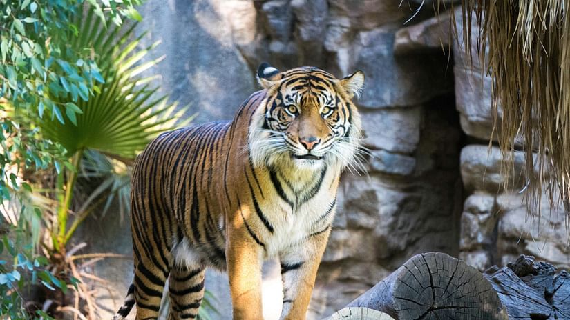 A tiger stands on a rock surrounded by lush greenery and rocky terrain.