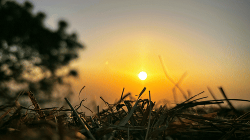 An overview of the sunrise on the Gilbert Trail in Kasauli with a tree in view as well