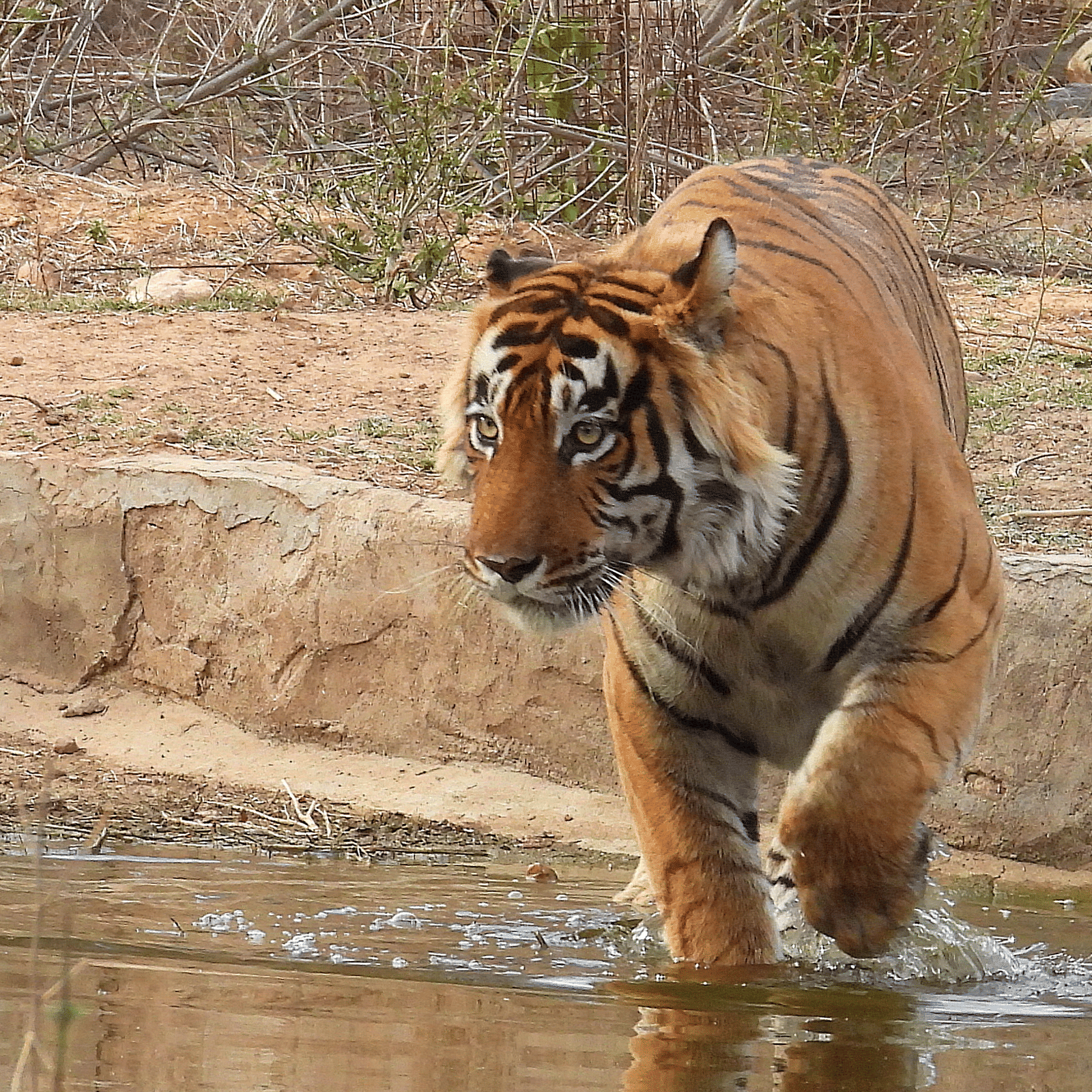 Close up of a tiger walking next to a waterbody with dry vegetation in the background.
