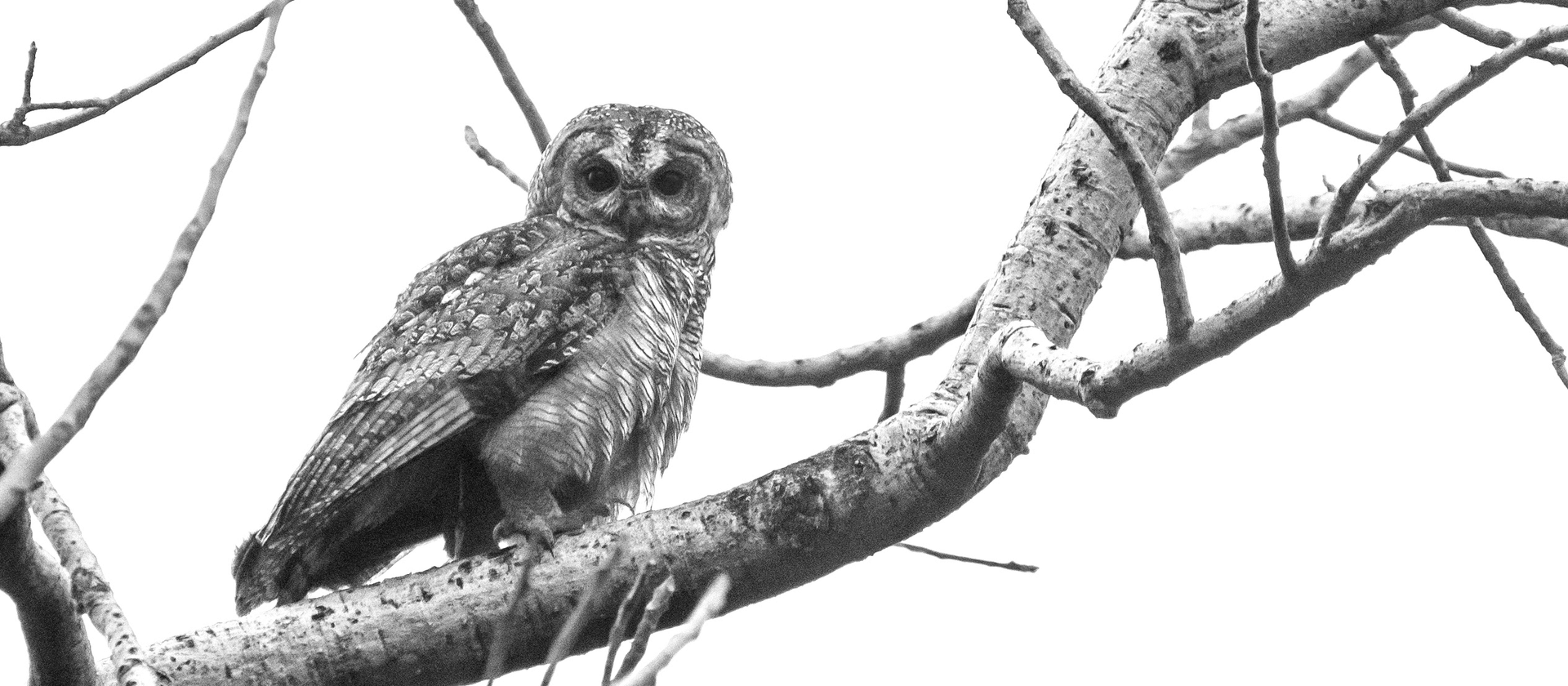 Mottled wood owl 2