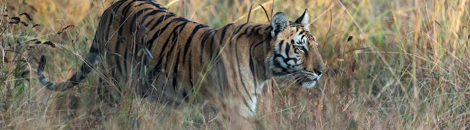 image of a royal bengal tiger advancing swiftly amidst tall grasslands