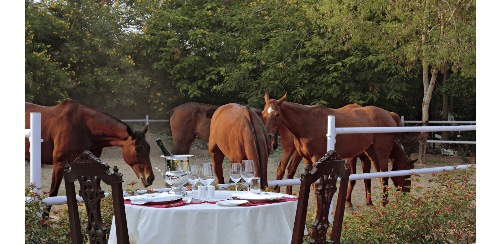 Horses stand beside a beautifully set outdoor dining table in a tranquil garden setting - Khas Bagh, Jaipur.