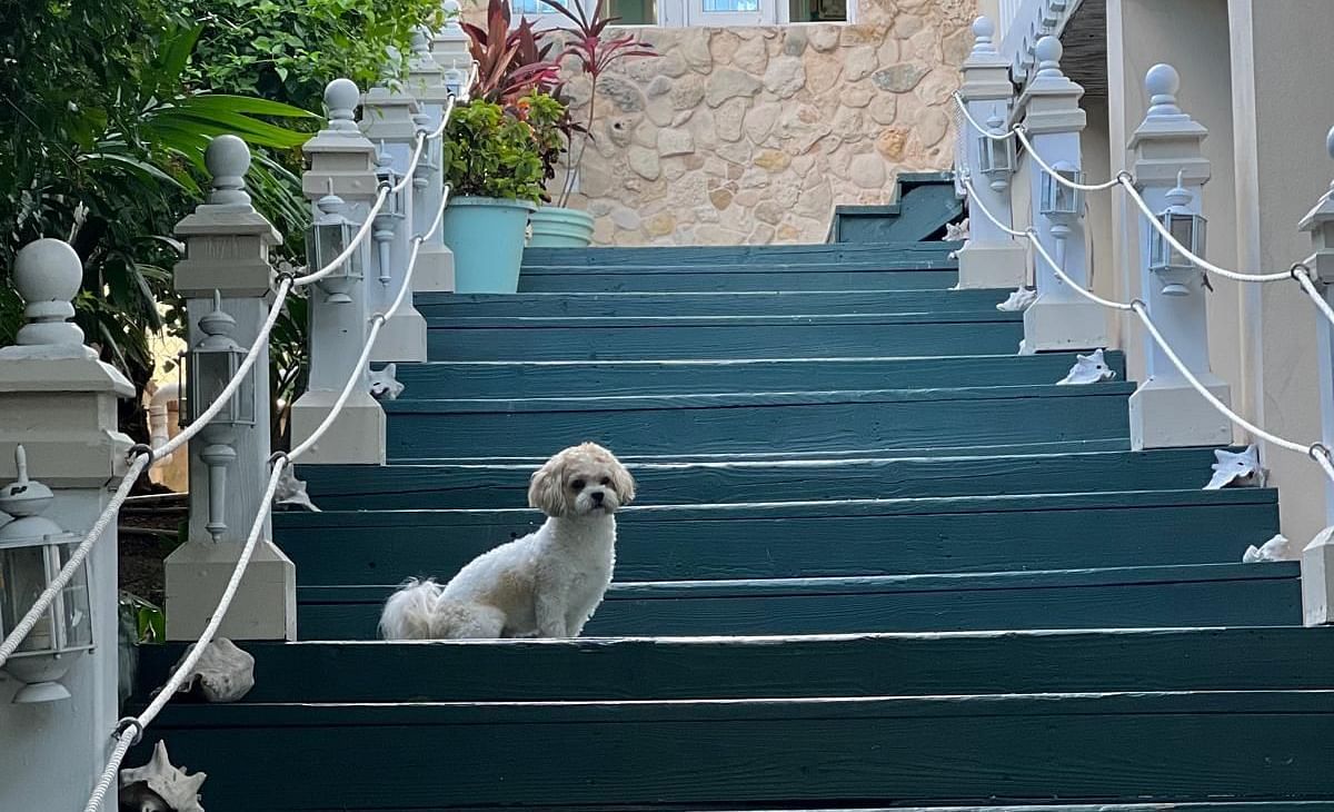 A staircase with white railing and small dog sitting mid-way | A Stone's Throw Away