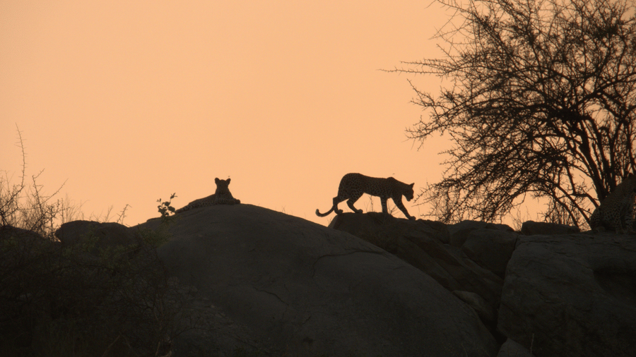 Two leopards silhouetted against the evening sky while resting and moving across ancient rock formations near Utsav Camp Sariska.