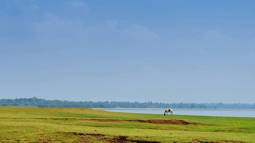 An overview of the Kabini Backwaters with green grass in the foreground, a solitary horse grazing and blue sky in the background.