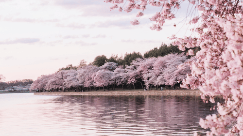 Cherry Blossom tree in Shillong near Ward's Lake