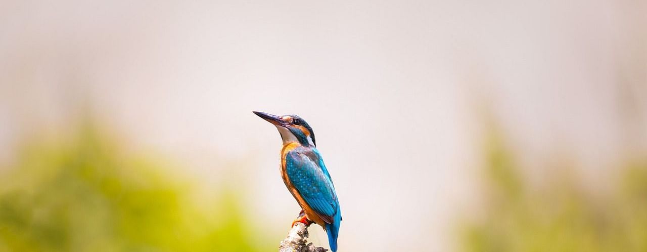 An image of a bird sitting on a tree branch in a forest