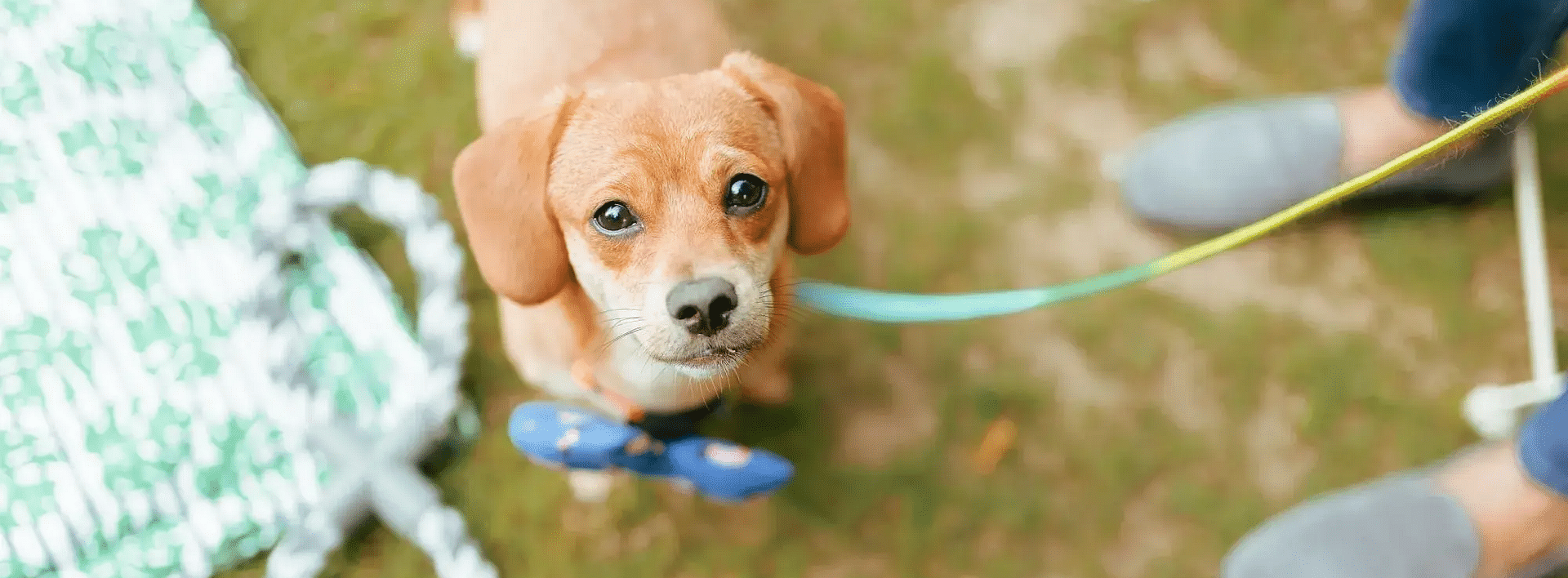 Small brown puppy on a leash walking on grass at Karma Chalets.