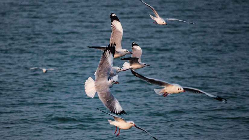 Seagulls flying over Chilika Lake - Puri to Konark Road Trip