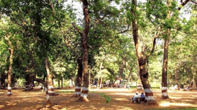 Ryewood Garden featuring canopies of trees and sunlight coming through them