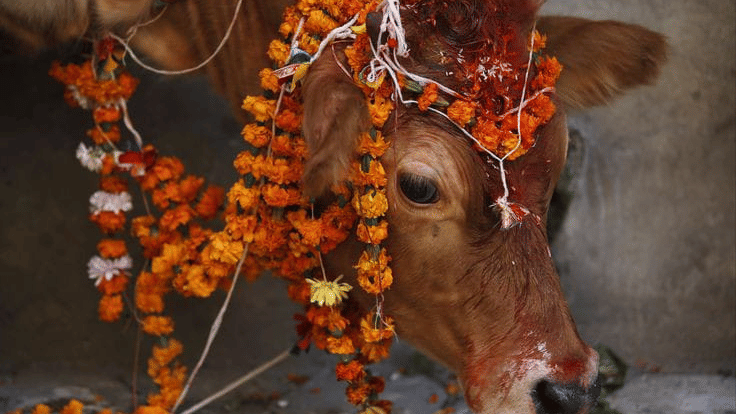 A sacred cow adorned with bright marigold flower garlands and red tika during the Gai Tihar festival celebrations in Bhaktapur, Nepal.