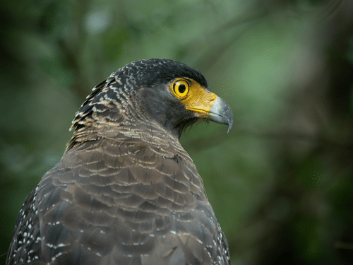 A close-up view of a Serpent Eagle having a yellow and grey beak, looking into the distance with the background blurred.