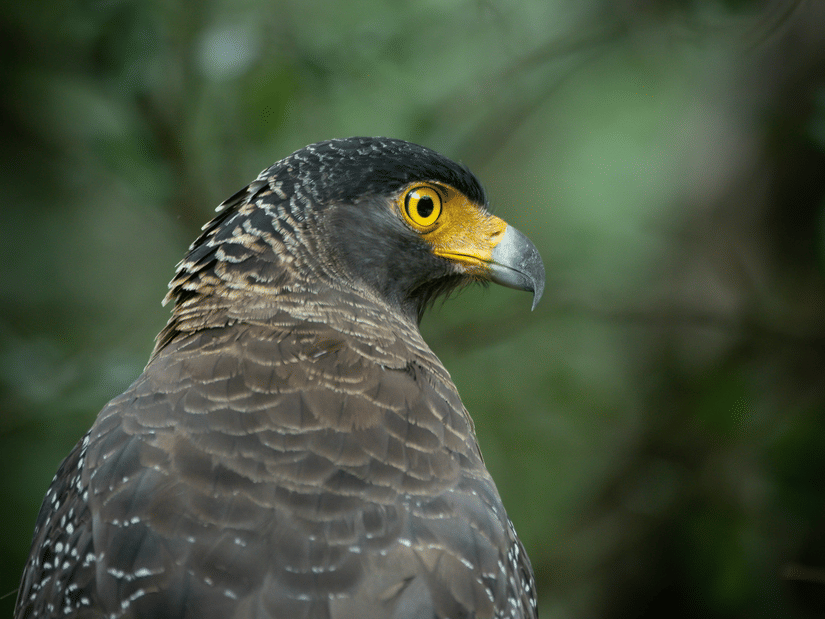 A close-up view of a Serpent Eagle having a yellow and grey beak, looking into the distance with the background blurred.