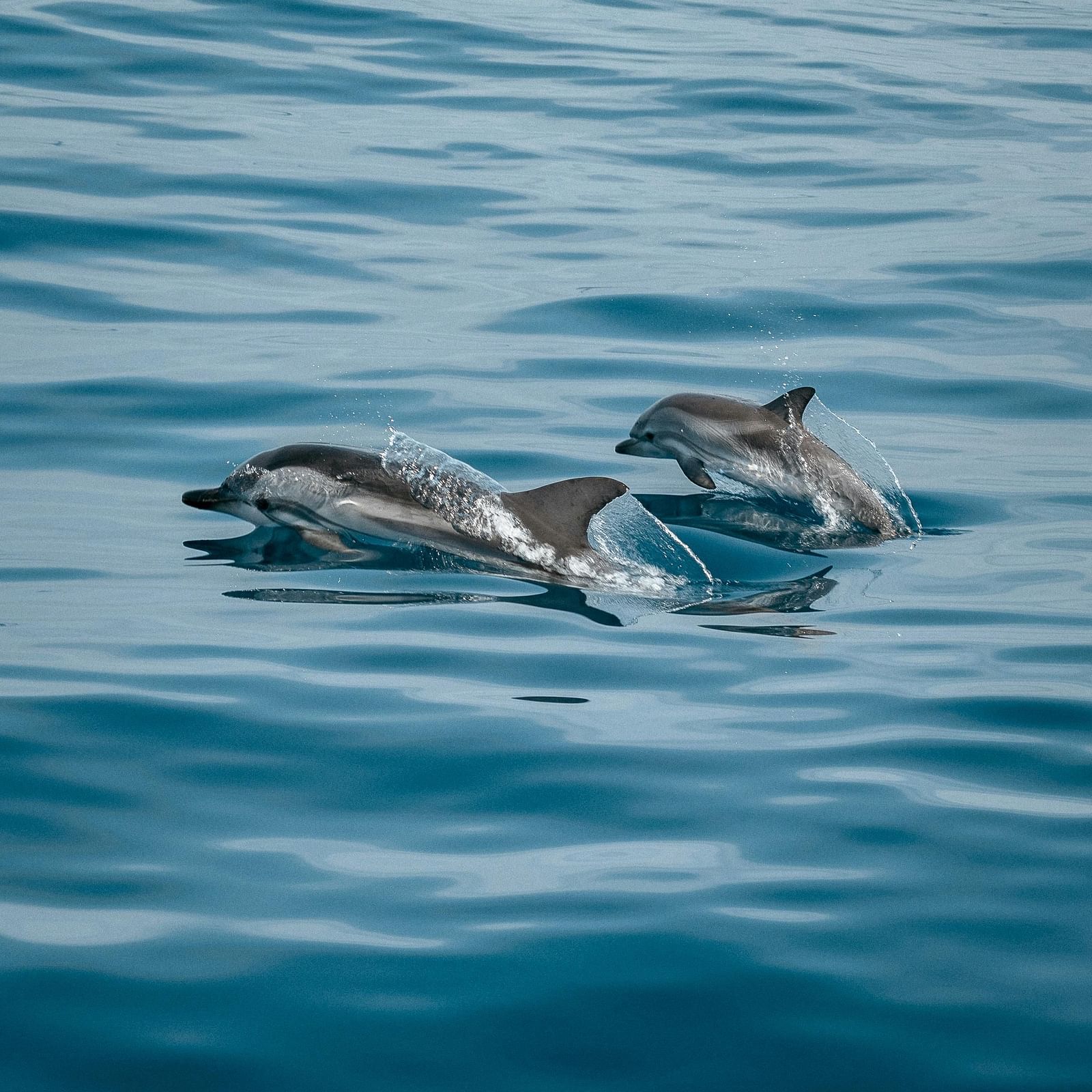 Dolphins swimming in the ocean.