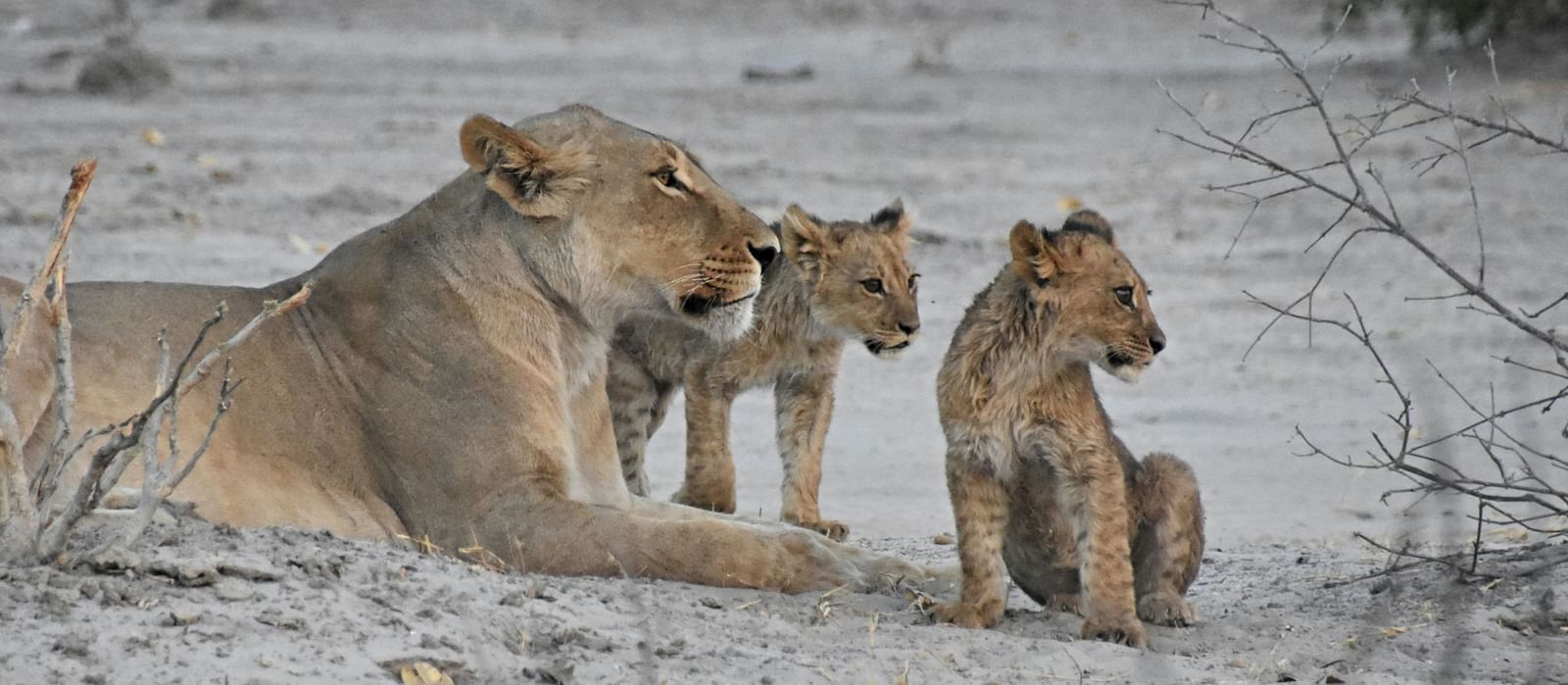 lioness and cubs