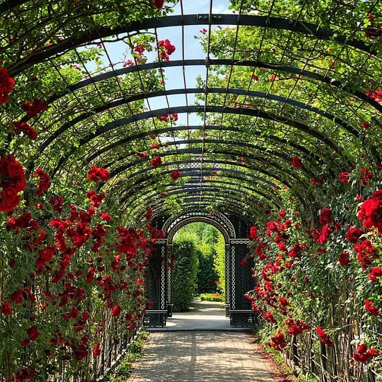 A pathway in a rose garden