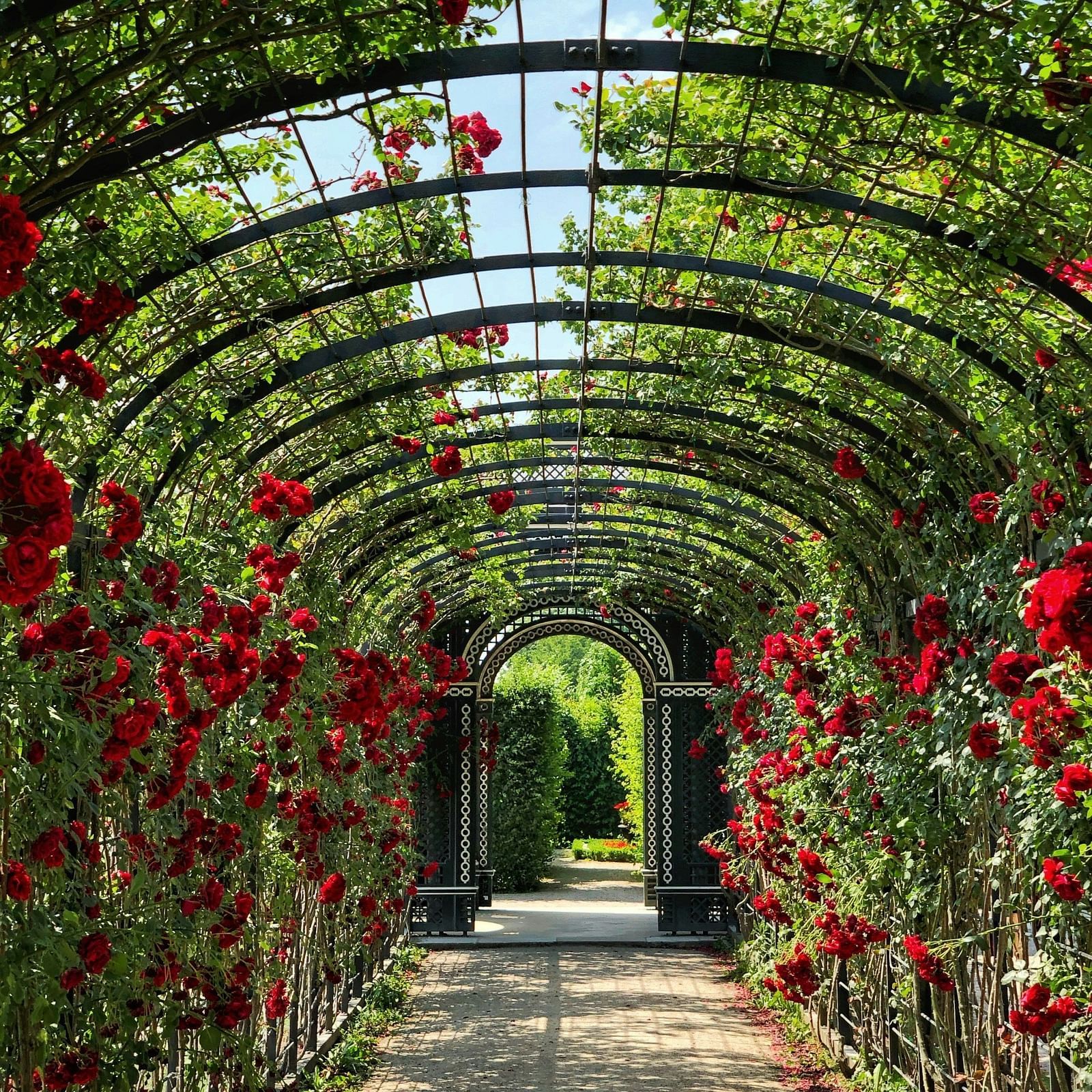 A tunnel-like walkway covered with climbing roses.