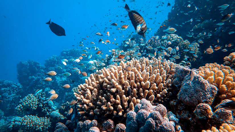 Coral reef with fishes swimming around it