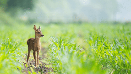 deer in a field