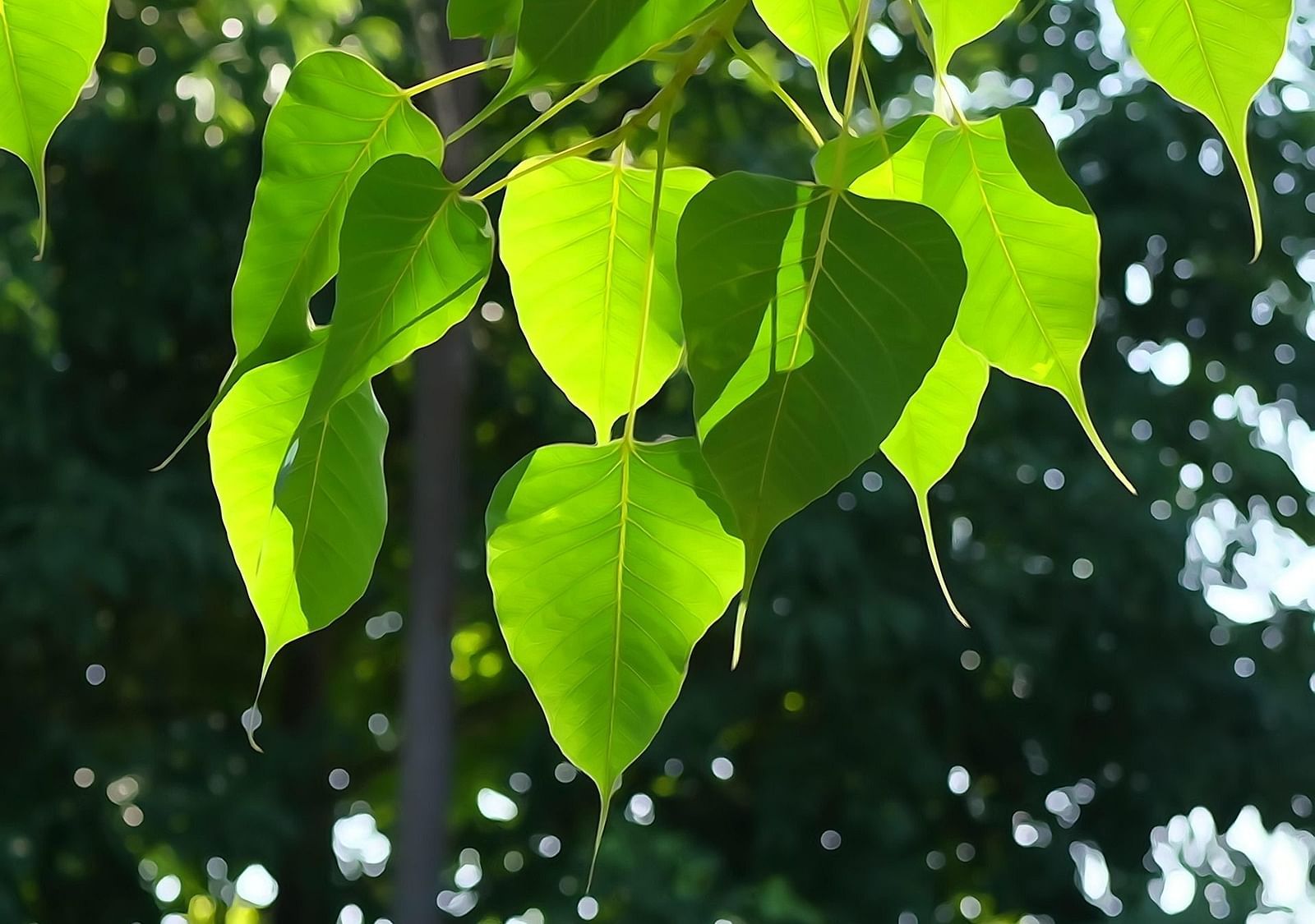 bodhi-leaf-1583102 1920