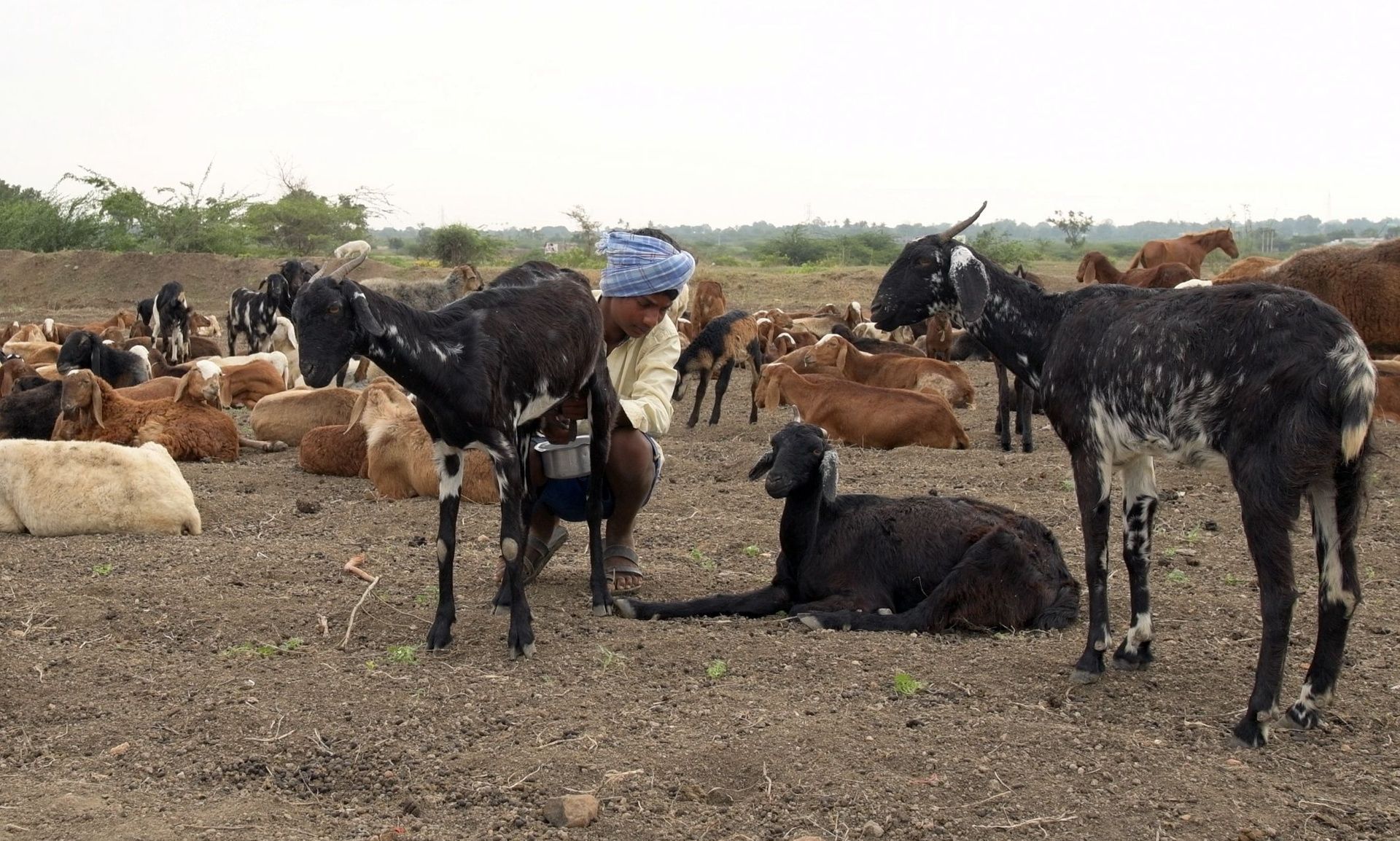 Man milking a goat among a herd of goats.