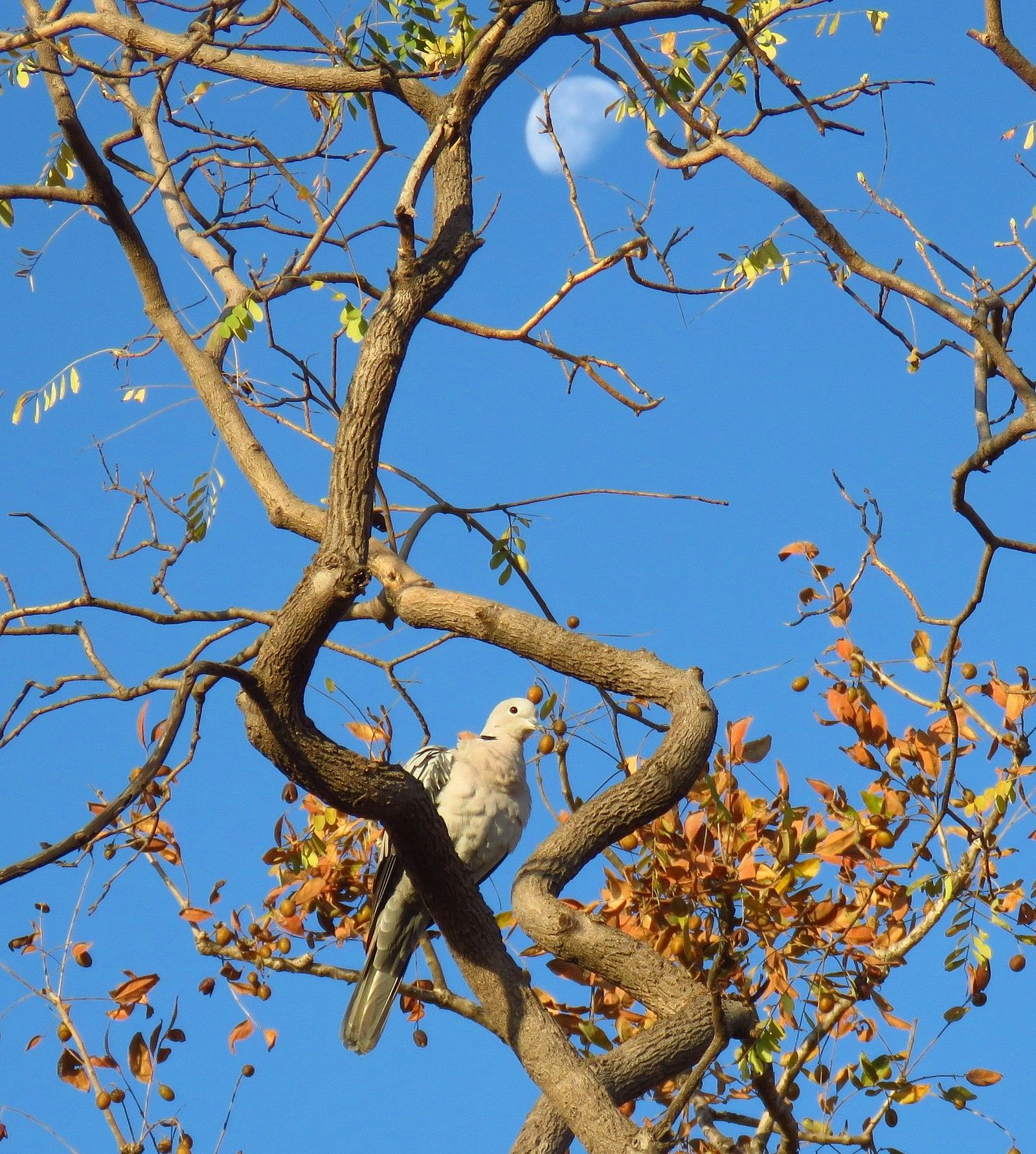 A dove sitting on a branch with the moon in the background.