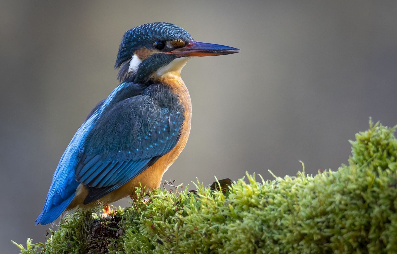 Bird 4