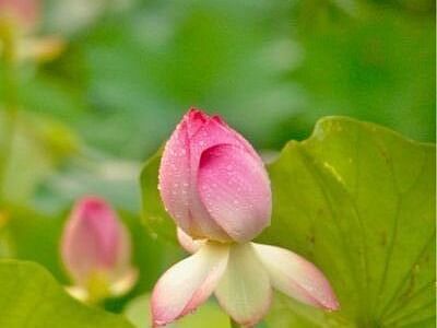 Close-up of a blooming lotus bud among green leaves at Karma Chalets.