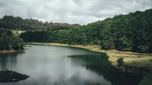 Lake surrounded by lush greenery