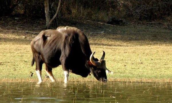 Indian bison (gaur) drinking water in Kabini.