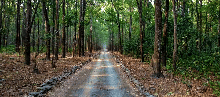 forest-walk