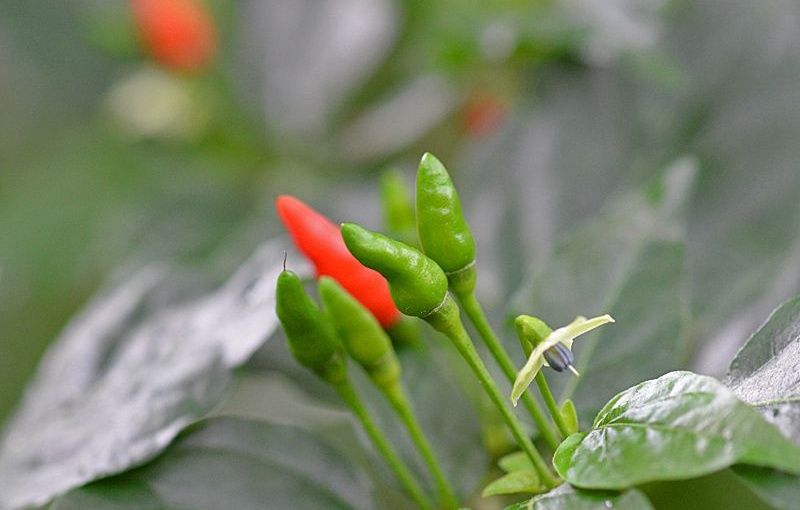 Close-up of green and red bird's eye chilies.