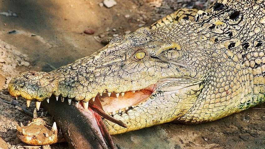 Crocodile attack