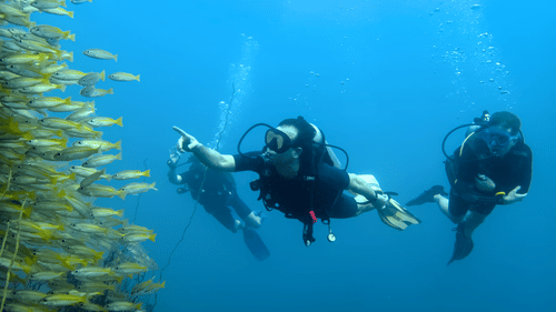 Three people snorkelling in deep ocean and paying a visit to aquatic lives like fishes and floras.