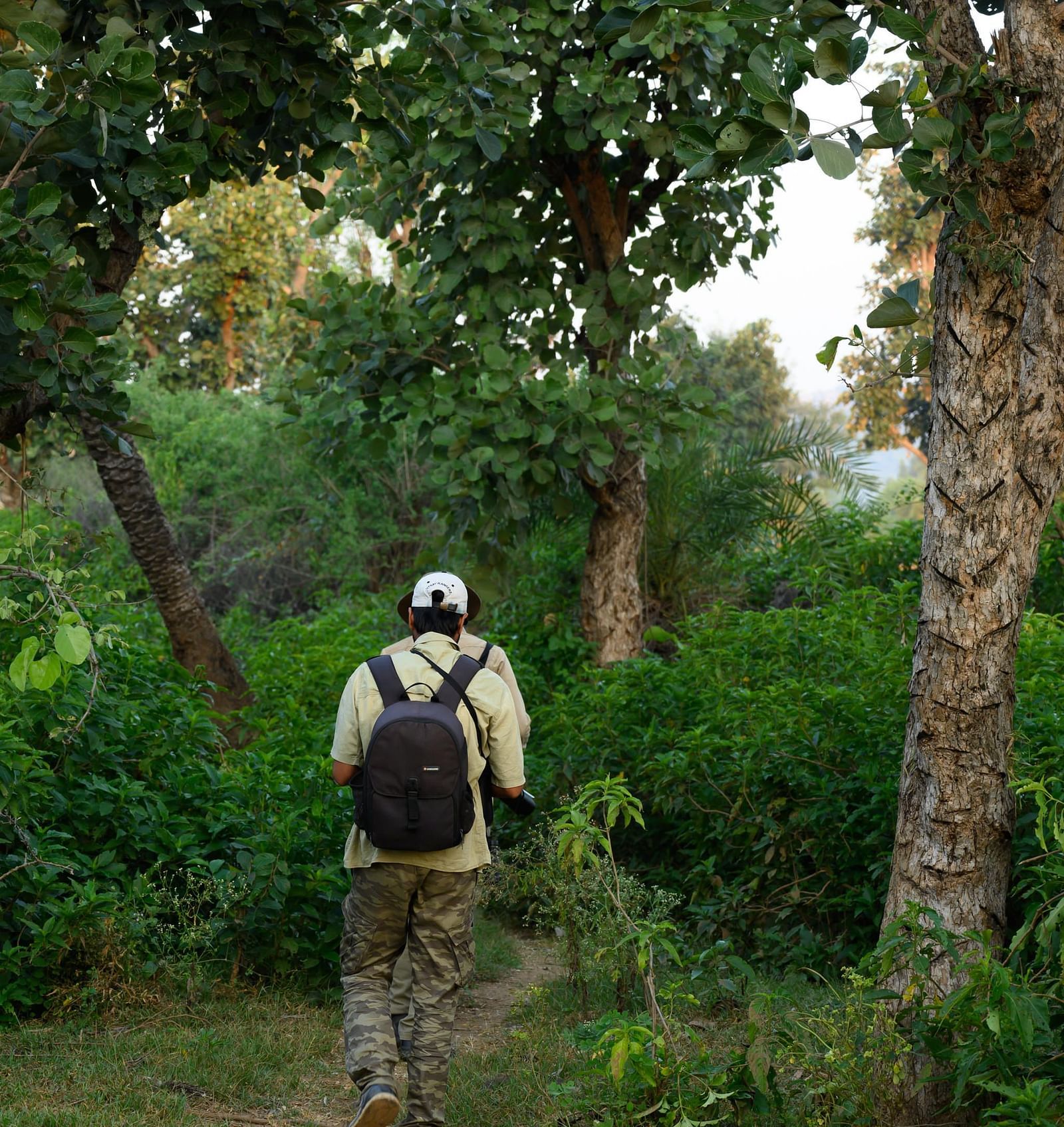 An image of a man walking through a green forest - Utsav Camp Sariska