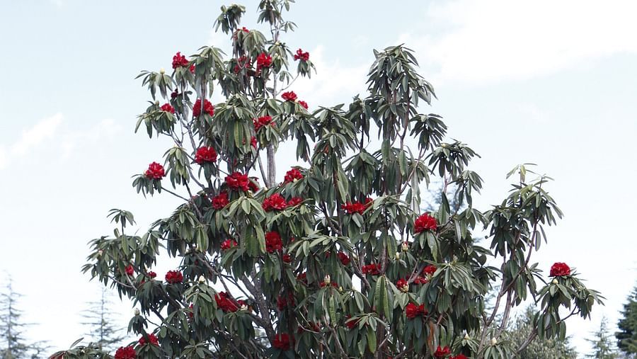 A blooming tree with vivid flowers in a serene garden - BluSalzz Escapade - Anant Rasa Resort