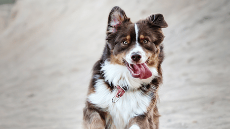 A close up shot of a dog running in a field.