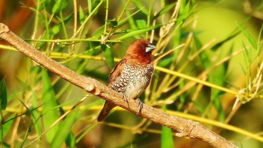 A finch nestled within thin bamboo branches in a sun-dappled grove.