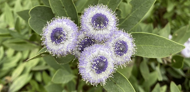 Close-up of a purple thistle-like flower with a green stem and leaves.