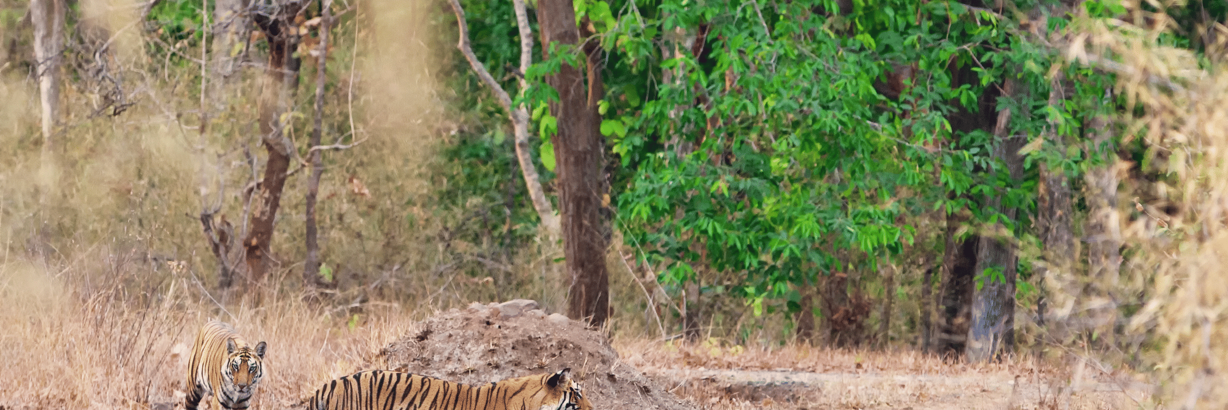 The Summer Safari Forecast 2026: Why Heat = High Tiger Sightings